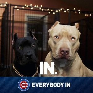 Meet your Posher, Armando